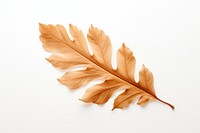 Leaf plant brown white background. 