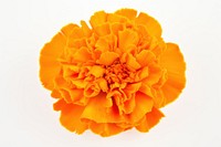 Marigold flower plant rose. 