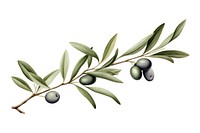 Branch olive plant food. AI generated Image by rawpixel.