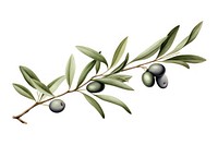 Branch olive plant food. 