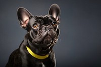 Bulldog animal mammal black. AI generated Image by rawpixel.