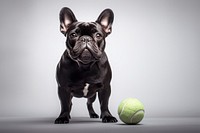 Bulldog tennis ball mammal. AI generated Image by rawpixel.