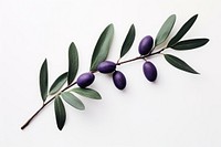 Branch purple plant olive. 