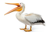 Pelican animal bird white background. AI generated Image by rawpixel.