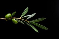 Branch plant olive leaf. AI generated Image by rawpixel.