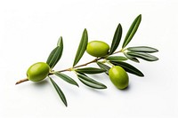 Branch olive fruit plant. 