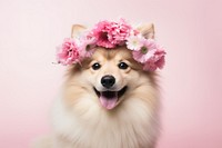 Flower dog mammal animal. 