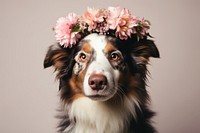 Flower dog mammal animal. 