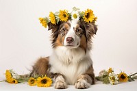 Flower dog sunflower mammal. 