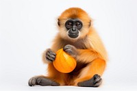 Monkey wildlife mammal animal. AI generated Image by rawpixel.