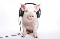 Pig headphones mammal white background. 