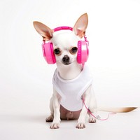 Chihuahua headphones mammal dog. 