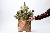 Christmas tree bag plant. AI generated Image by rawpixel.