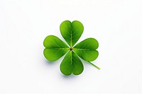 Leaf clover plant white background. 