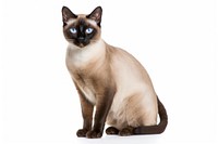 Siamese animal mammal pet. 