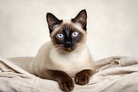 Siamese animal mammal pet. 