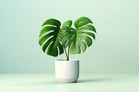 Plant leaf houseplant freshness. 