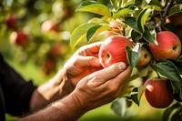 Apple picking farmer plant. AI generated Image by rawpixel.
