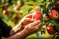 Apple picking farmer plant. 