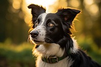 Mammal animal collie puppy. 