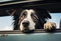 Mammal animal window collie. AI generated Image by rawpixel.
