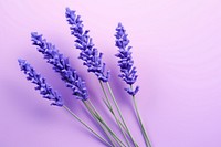 Lavender blossom flower plant. AI generated Image by rawpixel.