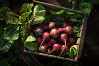 Vegetable plant beet food. AI generated Image by rawpixel.