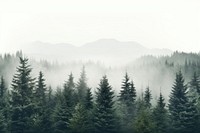 Mist fog fir backgrounds. 