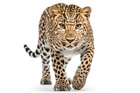 Leopard wildlife cheetah walking. AI generated Image by rawpixel.