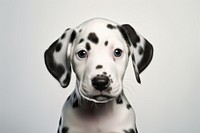 Dalmatian animal mammal puppy. AI generated Image by rawpixel.