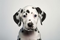 Dalmatian animal mammal puppy. 