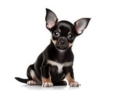 Chihuahua puppy mammal animal. AI generated Image by rawpixel.