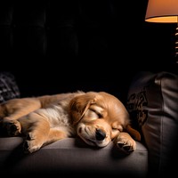 Animal puppy furniture sleeping. 
