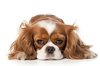 Spaniel mammal animal puppy. AI generated Image by rawpixel.