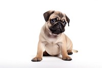 Pug animal mammal puppy. AI generated Image by rawpixel.