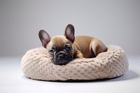 Bulldog animal puppy pet. AI generated Image by rawpixel.