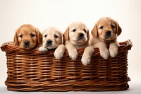 Animal basket mammal puppy. 