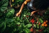 Garden harvesting vegetable gardening. 