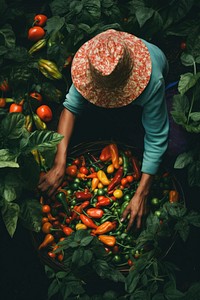 Harvesting vegetable gardening plant. 