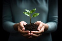 Plant hand planting holding. 