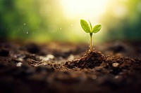 Plant outdoors sprout leaf. AI generated Image by rawpixel.