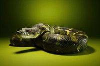 Reptile animal snake green. 