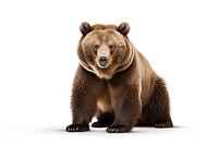Wildlife mammal animal bear. AI generated Image by rawpixel.