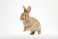 Mammal animal rodent bunny. AI generated Image by rawpixel.