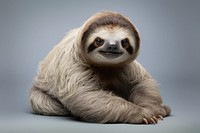 Sloth wildlife animal mammal. 