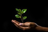 Plant hand holding finger. 