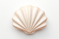 Seashell white background invertebrate simplicity. 