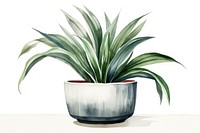 Plant vase white background bromeliaceae. AI generated Image by rawpixel.