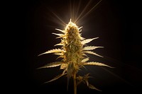 Plant light gold bud. AI generated Image by rawpixel.