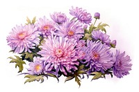 Aster blossom flower dahlia. 